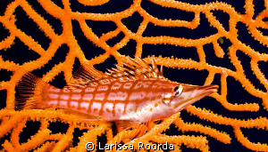 Long-nose Hawkfish.  I haven't seen one in a few years.  ... by Larissa Roorda 